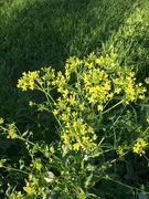 Winter-cress (Barbarea vulgaris)