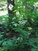 Giant Hogweed (Heracleum mantegazzianum)