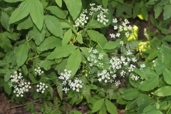 Giant Hogweed (Heracleum mantegazzianum)