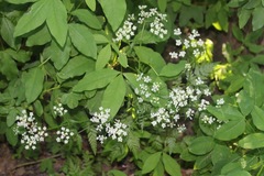 Kjempebjørnekjeks (Heracleum mantegazzianum)