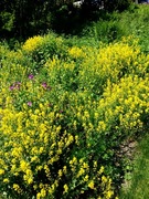 Winter-cress (Barbarea vulgaris)