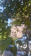 Syrin (Syringa vulgaris)