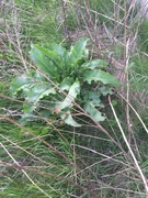 Giant Hogweed (Heracleum mantegazzianum)
