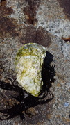 Dypøsters (Crassostrea gigas)