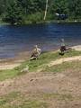 Kanadagås (Branta canadensis)