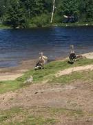 Canada Goose (Branta canadensis)