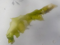 Sea grass (Ulva intestinalis)