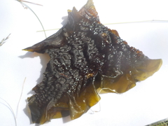 Sugar Kelp (Saccharina latissima)