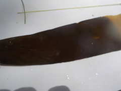 Oarweed (Laminaria digitata)