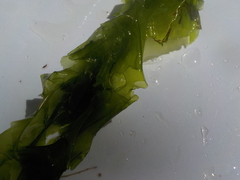 Sea lettuce (Ulva lactuca)