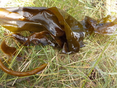 Oarweed (Laminaria digitata)