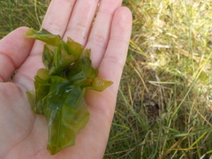 Sea lettuce (Ulva lactuca)