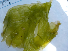 Sea lettuce (Ulva lactuca)
