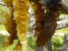 Sugar Kelp (Saccharina latissima)