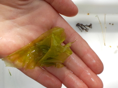 Sea lettuce (Ulva lactuca)