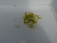 Sea grass (Ulva intestinalis)