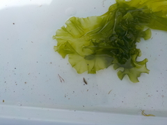 Sea lettuce (Ulva lactuca)