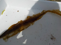 Sugar Kelp (Saccharina latissima)