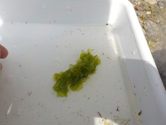 Sea lettuce (Ulva lactuca)