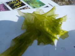 Sea lettuce (Ulva lactuca)