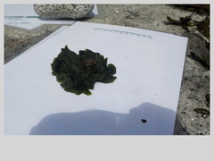 Sea grass (Ulva intestinalis)