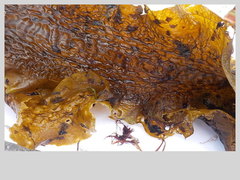 Sugar Kelp (Saccharina latissima)