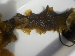 Sugar Kelp (Saccharina latissima)