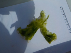 Sea lettuce (Ulva lactuca)