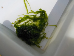 Tarmgrønske (Ulva intestinalis)