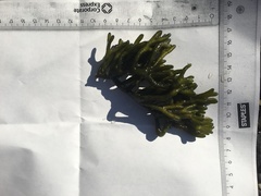 Sponge seaweed (Codium fragile)