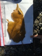 Cuvie (Laminaria hyperborea)
