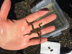 Brittle stars (Ophiuroidea)
