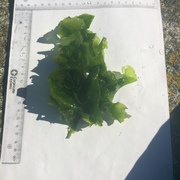 Sea lettuce (Ulva lactuca)