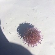 Sea urchins (Echinoidea)