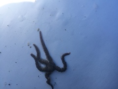 Brittle stars (Ophiuroidea)