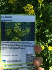 Russekål (Bunias orientalis)