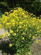 Russekål (Bunias orientalis)