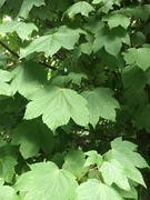 Platanlønn (Acer pseudoplatanus)
