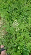 Giant Hogweed (Heracleum mantegazzianum)