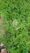 Giant Hogweed (Heracleum mantegazzianum)