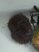 Sea urchins (Echinoidea)