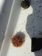 Sea urchins (Echinoidea)