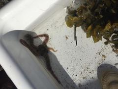 Brittle stars (Ophiuroidea)