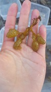 Kaurtang (Fucus spiralis)