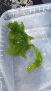 Sea lettuce (Ulva lactuca)