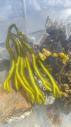 Sponge seaweed (Codium fragile)