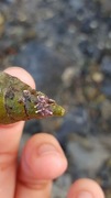 Coral weed (Corallina officinalis)