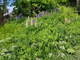 Hagelupin (Lupinus polyphyllus)