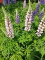 Hagelupin (Lupinus polyphyllus)