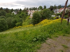 Russekål (Bunias orientalis)